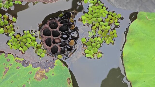 Dried lotus seed pod in pond.