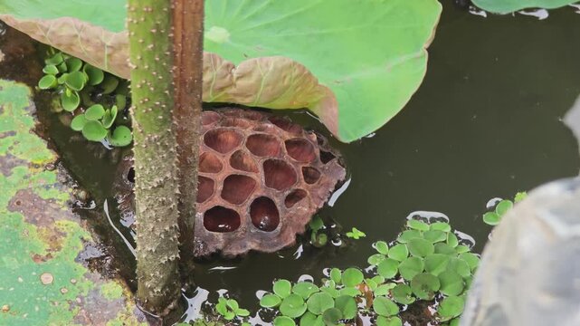 Dried lotus seed pod in pond.