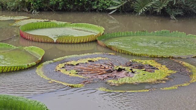 Dried lotus leaves in pond.