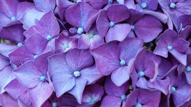Macro footage of Hydrangea macrophylla, also known as bigleaf hydrangea, French hydrangea and hortensia, showcasing richly colored purple-blue florets with luminous pale blue centers.