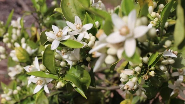 Flowering orange tree branches with fragrant white blossoms, buds and green leaves gently swaying in warm sunlight. Soft foreground blur creates a dreamy botanical scene for neroli and fragrance conce