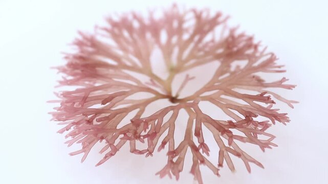 Side view of Scinaia furcellata gently swaying underwater in soft natural light with shallow depth of field. Marine red algae for skincare, spa, cosmetic and wellness concepts.