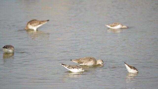 Black-tailed Godwit Foraging in Shallow Wetland Water, Gujarat, India