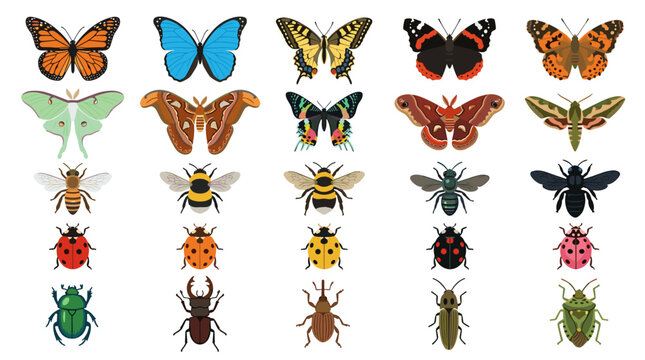 Insects collection on white background with butterflies beetles bees moths flies bugs for biology education entomology nature study isolated vector set poster for classroom poster use
