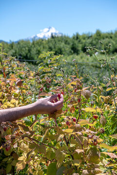 A close-up vertical image of a person picking ripe raspberries from a berry bush with Mount Hood softly visible in the background.