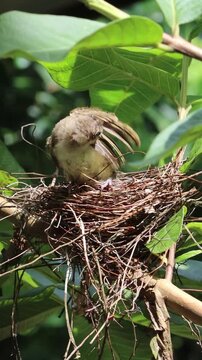 Little bird try First fly on nest, birds start first fly, White browed bulbul