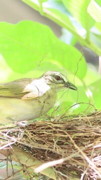 bird in nest, White browed bulbul making new nest , bird nest construction