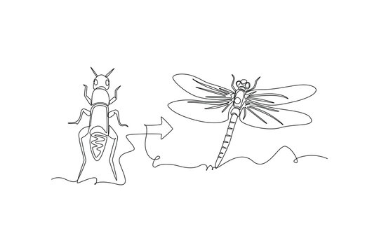A dragonfly emerges from its nymph stage and becomes an adult.Metamorphosis concept. Single line draw design. Full length animation illustration. High quality 4k footage