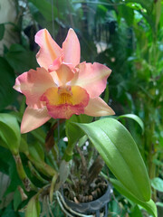 Fototapeta premium yellow pink-violet orchid as nature background