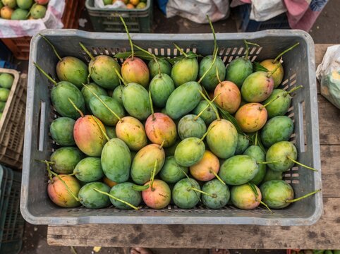 Fresh raw green and yellow mangoes in plastic crate at a market stall.