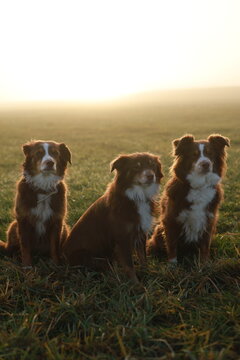 Three Australian Shepherds in Sunny Grass