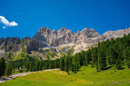 Wide panoramic landscape of the Rosengarten mountain group with green alpine meadows and dense forests under a deep blue summer sky in the Dolomites, South Tyrol, Italy