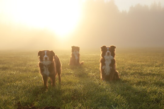 Three Australian Shepherds in Misty Morning Field