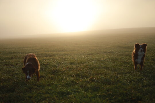 Two Dogs in Misty Morning Field at Sunrise