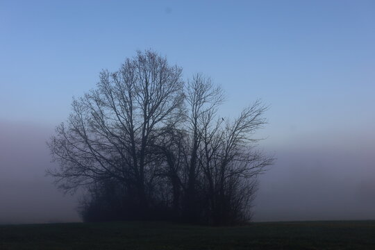 Trees in Blue Foggy Morning Landscape