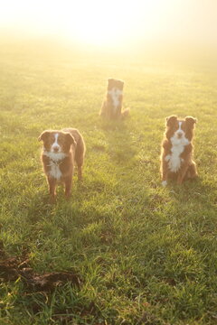 Three Australian Shepherds in Misty Morning Sunlight