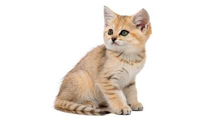 Cute small furry domestic ginger kitten sitting upright isolated on transparent background © golos-png