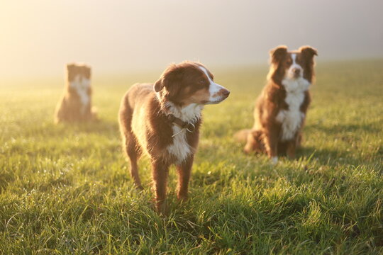 Australian Shepherds in Golden Hour Field