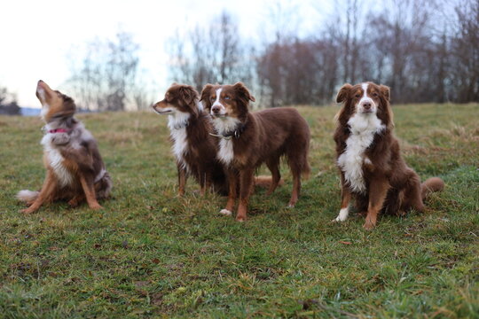 Four Australian Shepherds in a Grassy Field