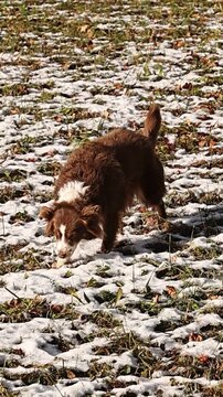 brown dog walking in snowy field