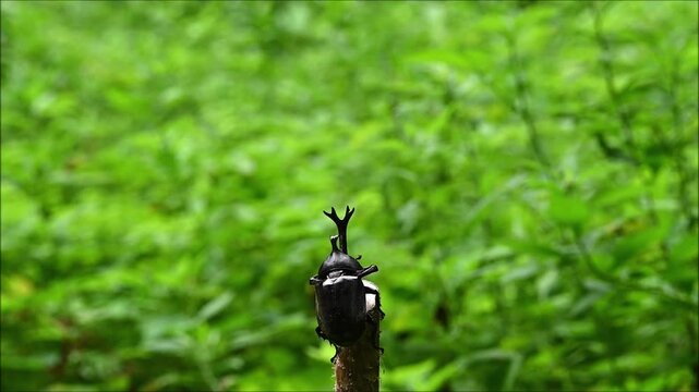 カブトムシが翅を広げて飛ぶ瞬間