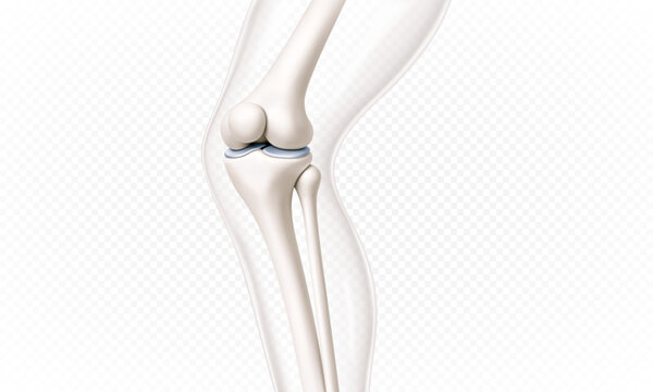 Human knee joint anatomy. Transparent leg structure. Realistic orthopedic medical illustration. Vector illustration