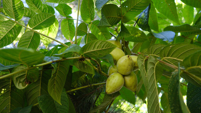 A bunch of Manchurian walnuts. Branches of a tree with Juglans mandshurica fruits.