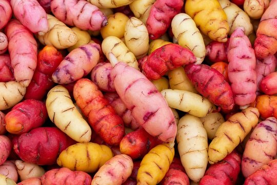 Colorful Oca Tubers Root Vegetable Pattern