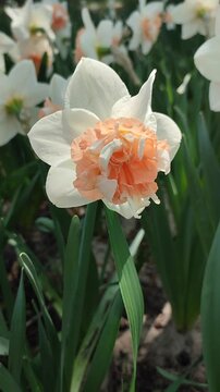 Blooming daffodil flower on sunny spring day. Blooming narcissus flower close-up. Blossomed multi-colored flower with petals, stamens and green leaves growing in ground. Natural background Vertical