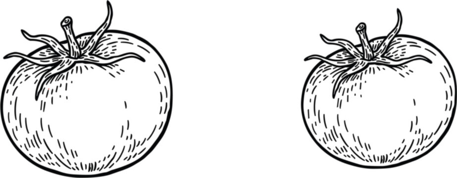 Vintage tomato engraving illustrations, hand drawn fresh vegetable sketches isolated on white editable vector collection for packaging