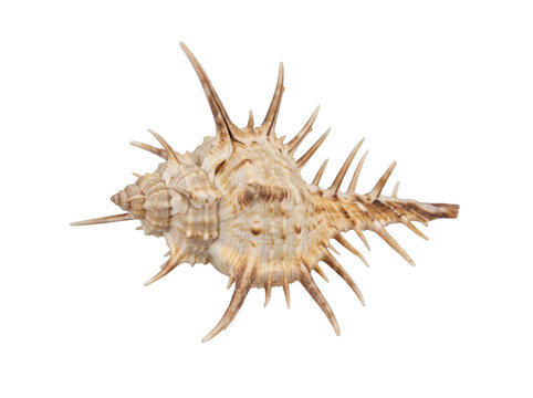 Detailed brown and white spiky murex sea shell isolated on transparent background