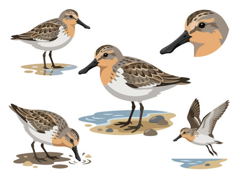Set of illustrations featuring the spoon-billed sandpiper in various poses and activities.
