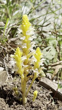 Endemic Parasitic Plant Orobanche Sideana Blooming in Turkey