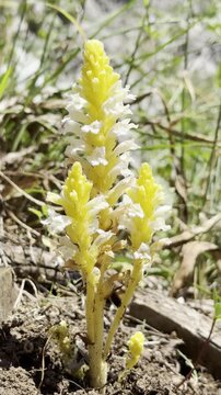 Orobanche Sideana Rare Yellow Broomrape Flower in Natural Habitat