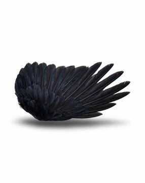 Black Feathered Angel Wings with Clipped Wing Section Concept