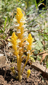 Close-up of Yellow Orobanche Sideana Wildflower in Side Antalya