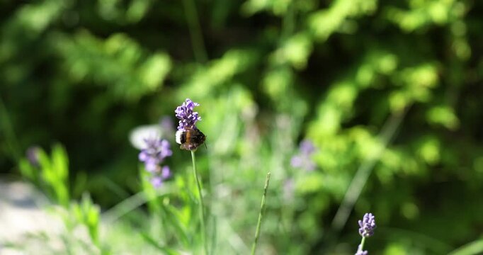 Fluffy bumblebee pollinating blooming lavender flowers in sunny summer garden. Tiny wild insect collecting sweet nectar on violet plant blossoms with blurred bright green background. Natural environme