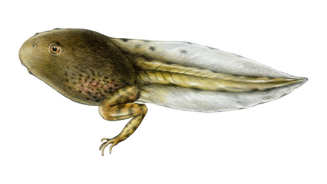 Tadpole with Growing Hind Legs Isolated on White Background, Metamorphosis Stage