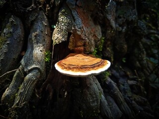 A shelf bracket fungus with distinct brown rings growing horizontally on a mossy tree trunk. © ISDANDI
