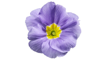 Single Purple Primrose Flower Isolated on White Background