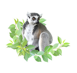 Ringtailed lemur and green leaves. Safety, ecology, global ecological resource, go green concept. Environmental conservation, wildlife protection, Eco-friendly. Isolated on white background © frenta