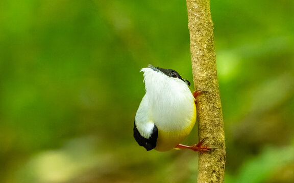 m&auml;nnlicher Wei&szlig;bandpipra (Manacus candei),