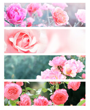 Set of nature banner with rose flowers on summer background. Collection of sunny rose garden headers, color-toned to deliver a warm, retro photography vibe. Blooming roses against a sunlit backdrop