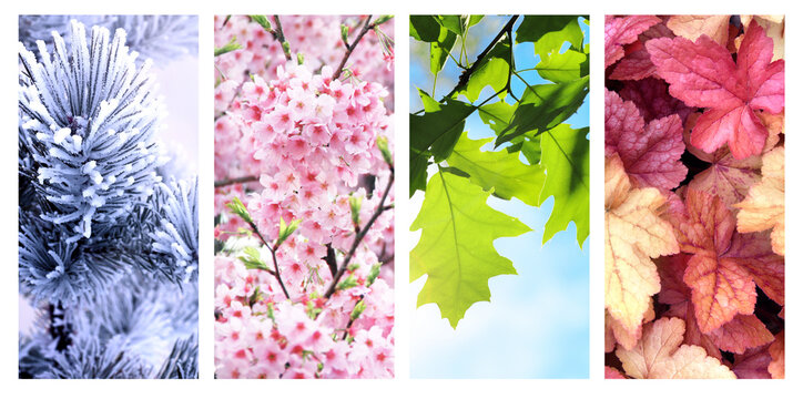 Set of nature banners depicting natural world. Four season of year. Each one features scene of nature, from snow of winter to vibrant leaves of fall. Perfect  for showcasing of changing seasons