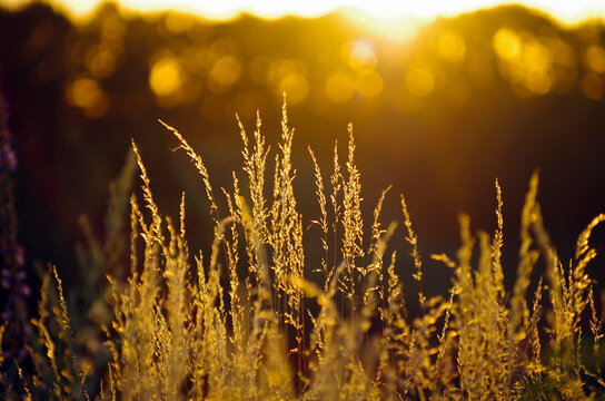 dry grass at sunset on a warm summer evening