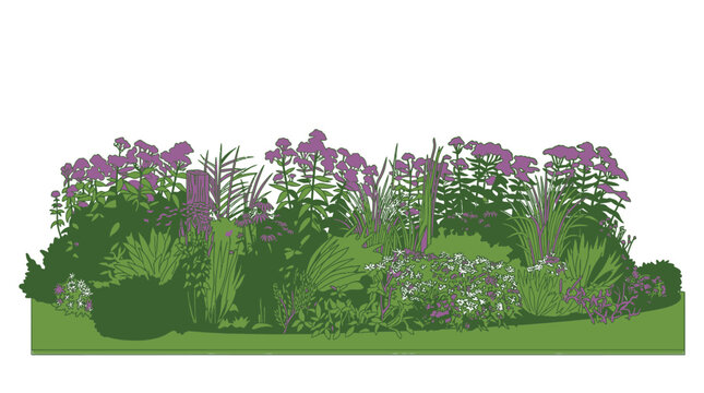 Un letto di fiori misti con piante ornamentali e fiori viola su uno sfondo bianco, che mostra una composizione verde e viola.