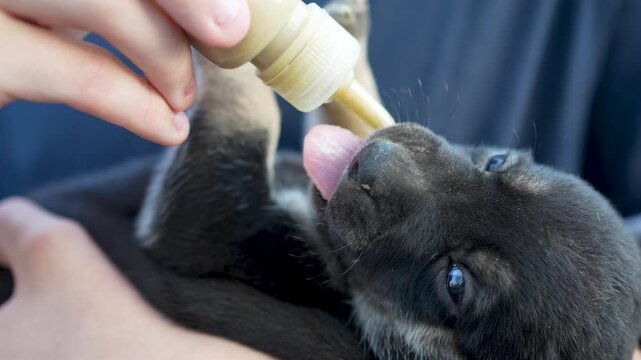 Close up shot of a person cradling a tiny newborn puppy in their arms and bottle feeding it milk, while the cute puppy actively sucks and blinks its blue eyes.