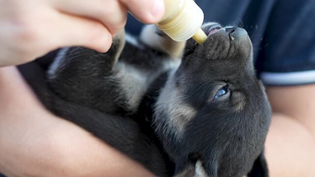 Close up shot of a person cradling a tiny newborn puppy in their arms and bottle feeding it milk, while the cute puppy actively sucks and blinks its blue eyes.