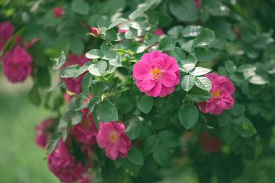Pink roses on a bush in sunlight in the garden, selective focus, copy space