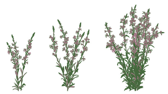 Zestaw trzech ilustracji przedstawiających krzewy krwawnicy pospolitej o r&oacute;żnym stopniu wzrostu i zagęszczenia kwiat&oacute;w na białym tle, idealne do projekt&oacute;w botanicznych i przyrodniczych.